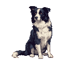 The collie lifts and replaces a front paw